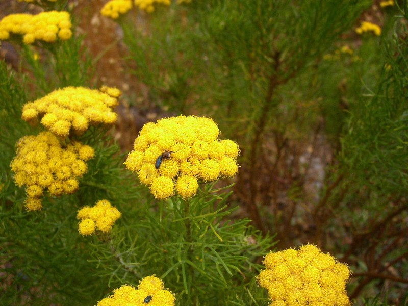 Athanasia crithmifolia photo 2