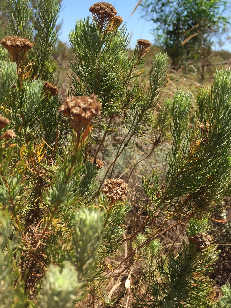 Athanasia crithmifolia photo 3