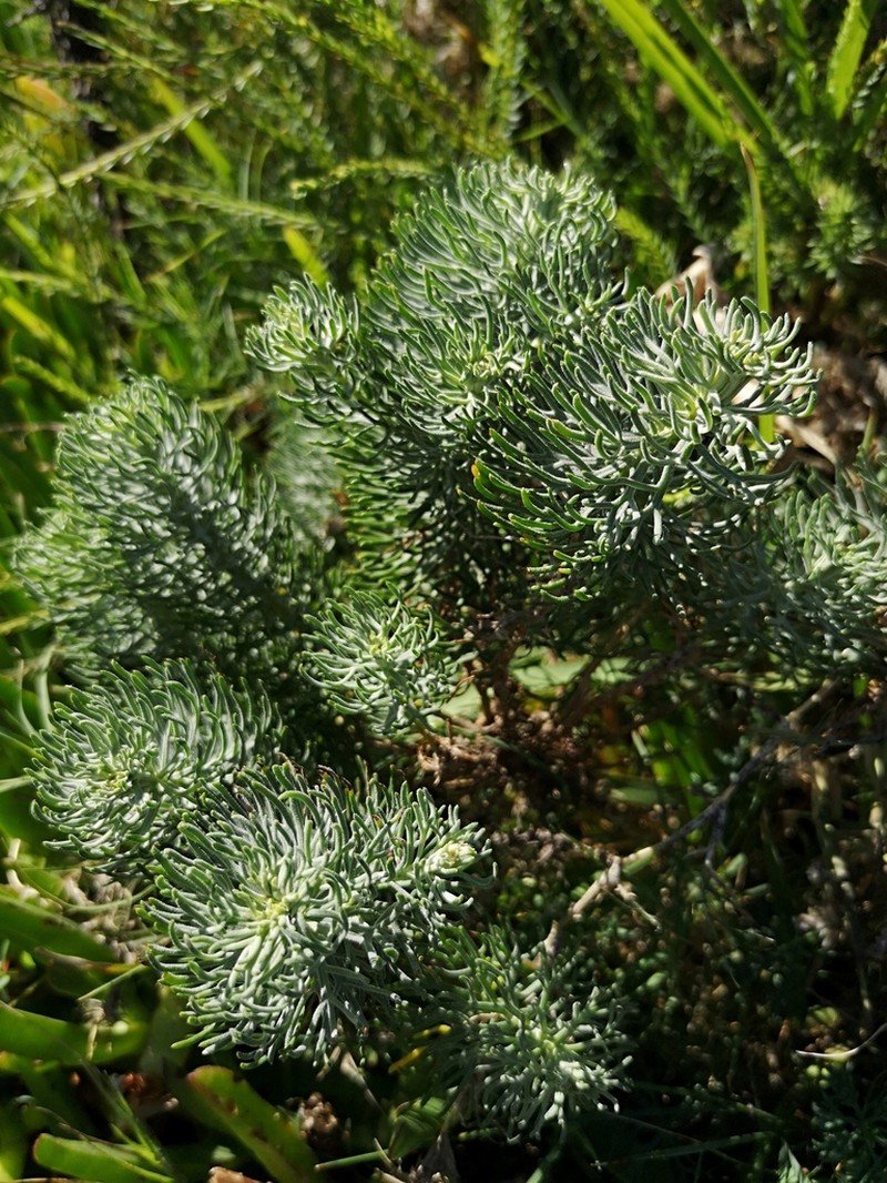 Athanasia crithmifolia photo 4