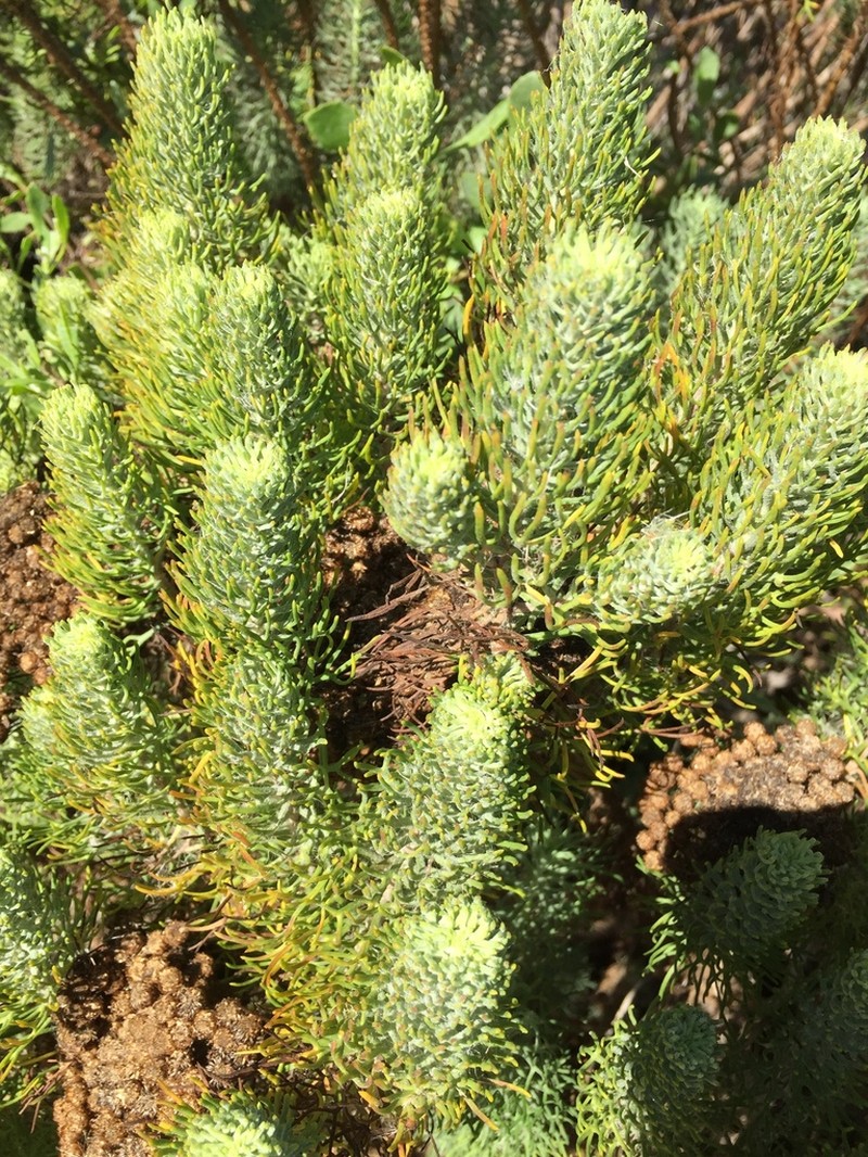 Athanasia crithmifolia photo 5