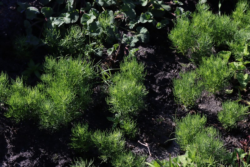 Athanasia crithmifolia photo 7