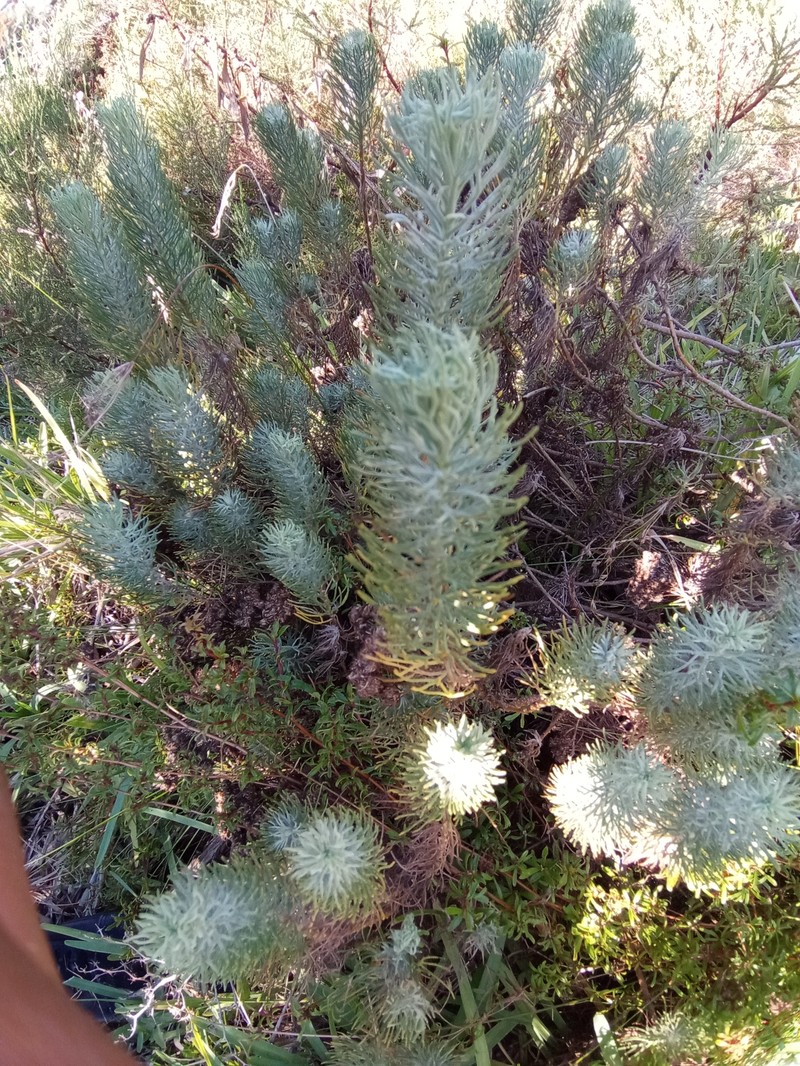 Athanasia crithmifolia subsp. crithmifolia