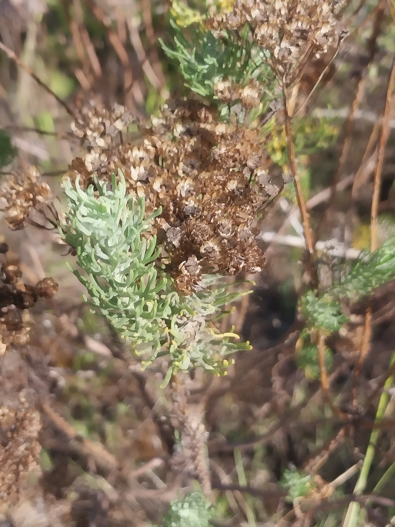 Athanasia crithmifolia subsp. crithmifolia photo 2