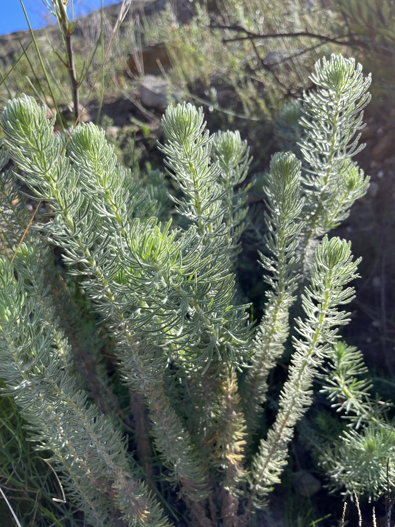 Athanasia crithmifolia subsp. palmatifida photo 2