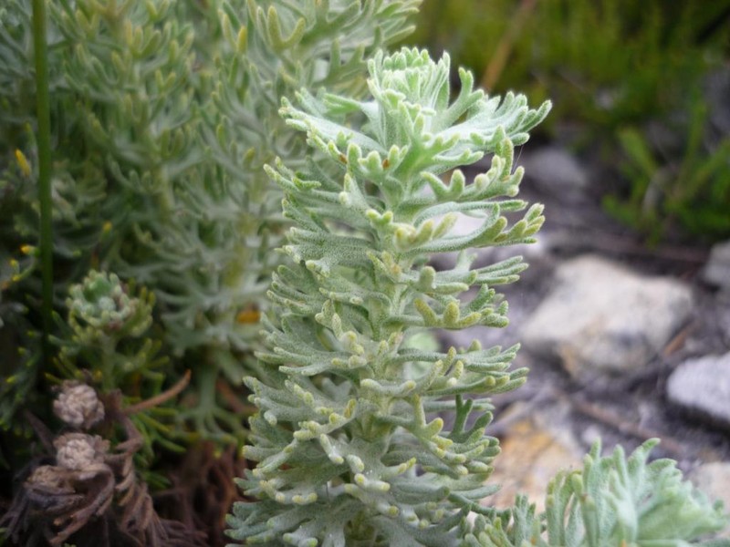 Athanasia crithmifolia subsp. palmatifida photo 3