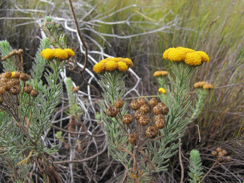 Athanasia crithmifolia subsp. palmatifida photo 4