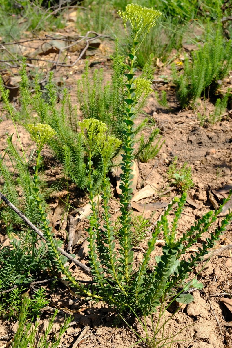Athanasia cuneifolia