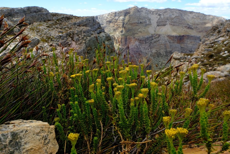 Athanasia cuneifolia photo 2