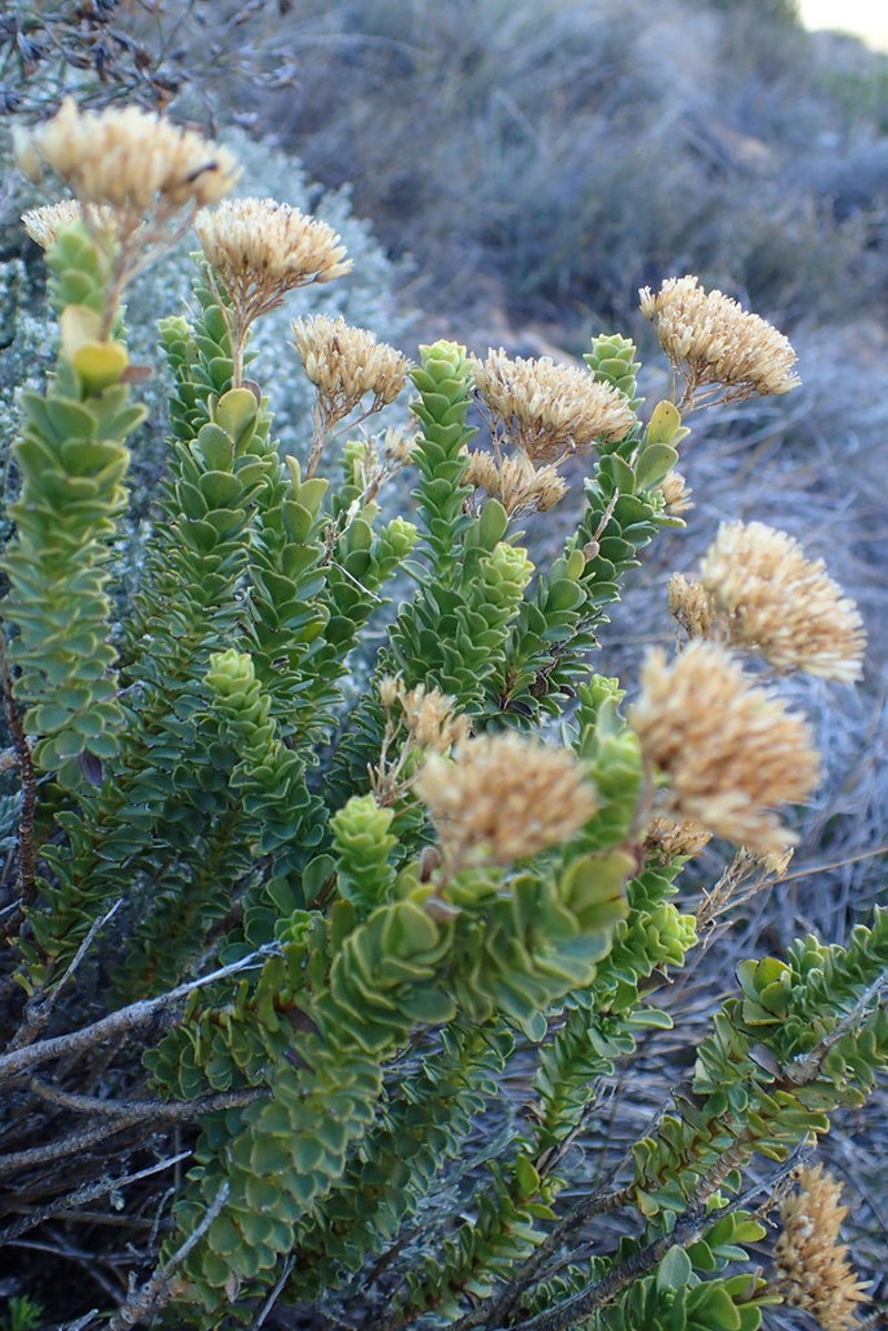 Athanasia cuneifolia photo 4