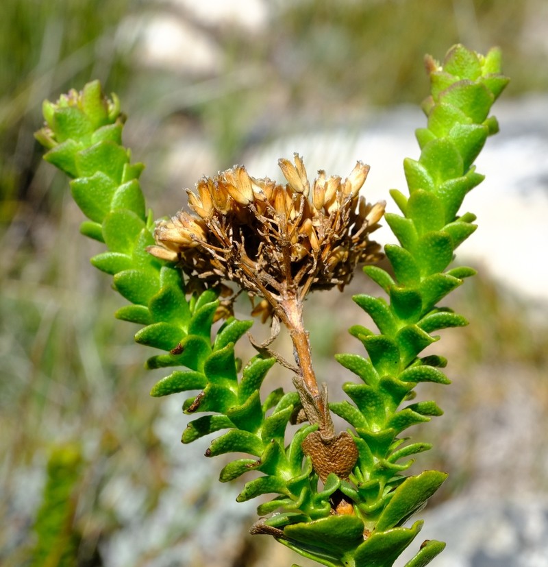 Athanasia cuneifolia photo 5