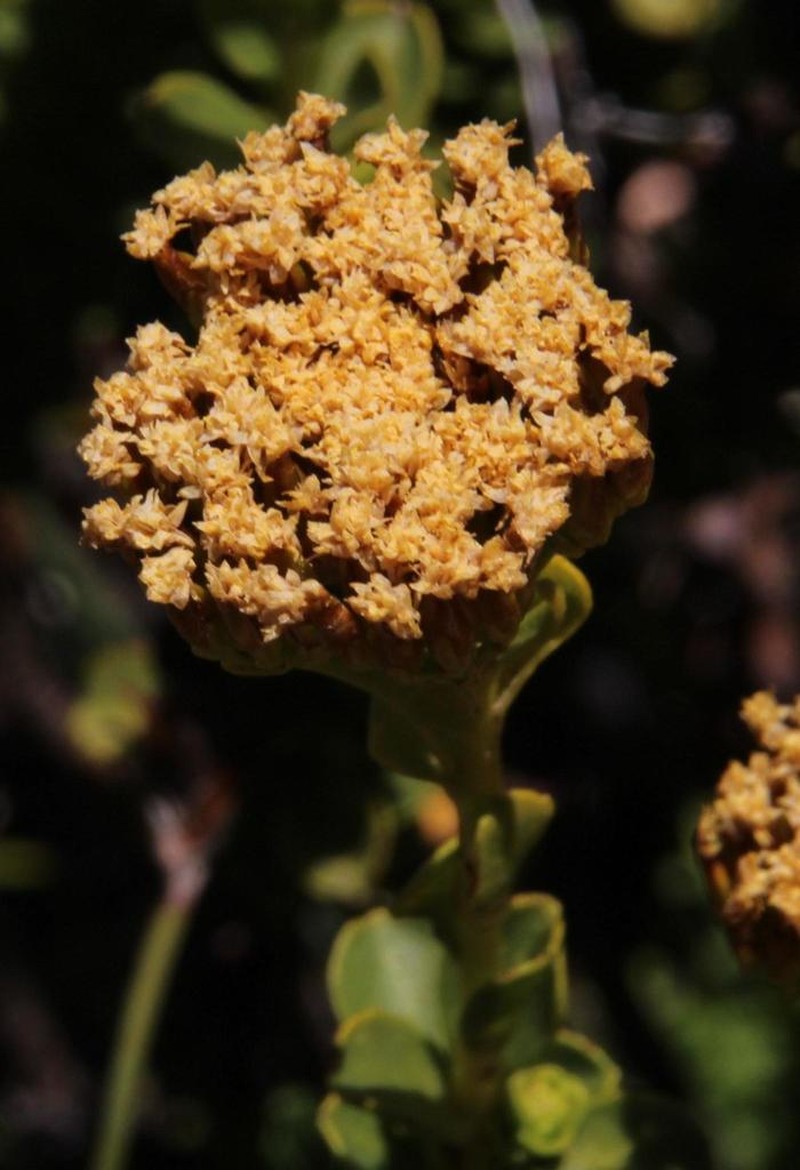 Athanasia cuneifolia photo 6