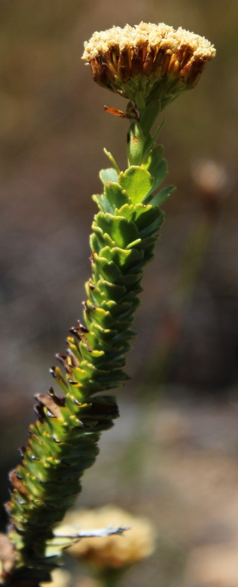 Athanasia cuneifolia photo 7
