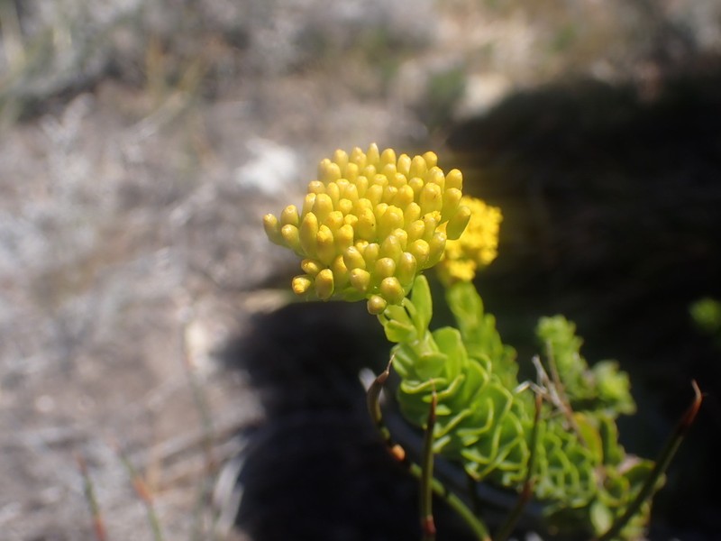Athanasia cuneifolia photo 8