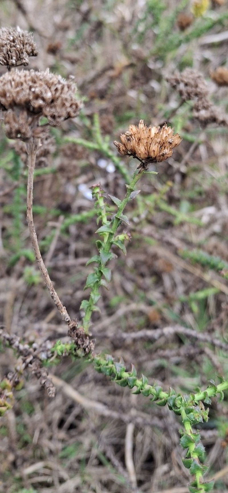 Athanasia dentata