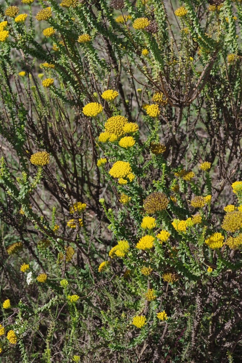 Athanasia dentata photo 2