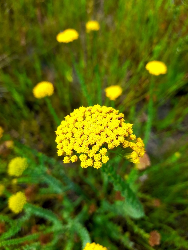 Athanasia dentata photo 5