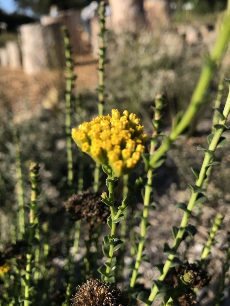 Athanasia dentata photo 6