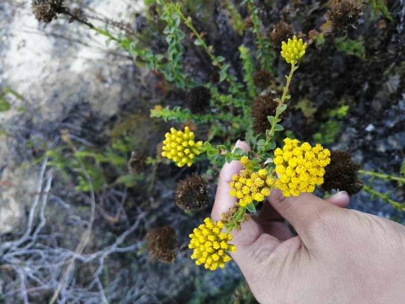 Athanasia dentata photo 8