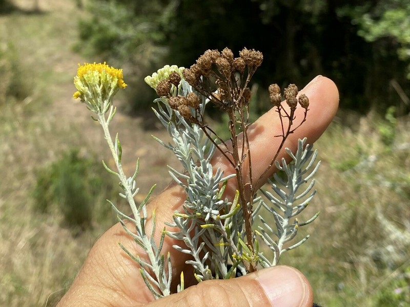Athanasia filiformis photo 4