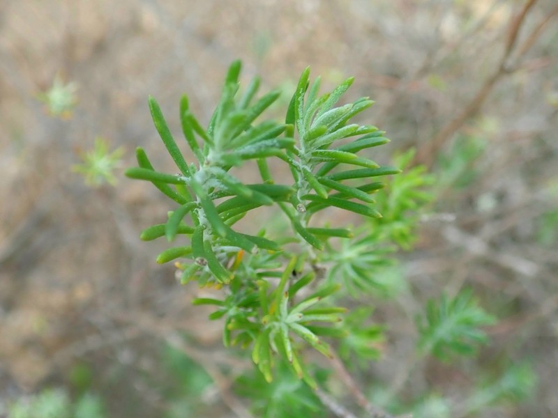 Athanasia filiformis photo 7