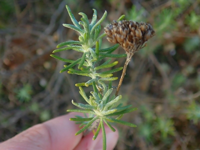 Athanasia filiformis photo 8