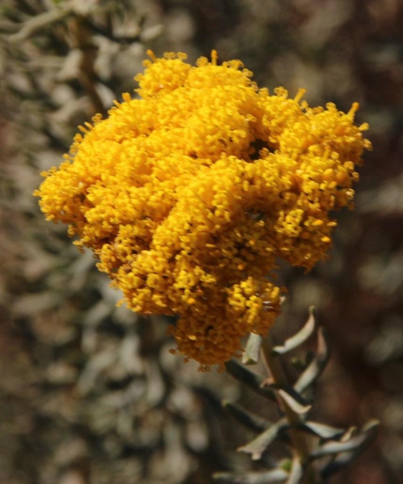 Athanasia flexuosa