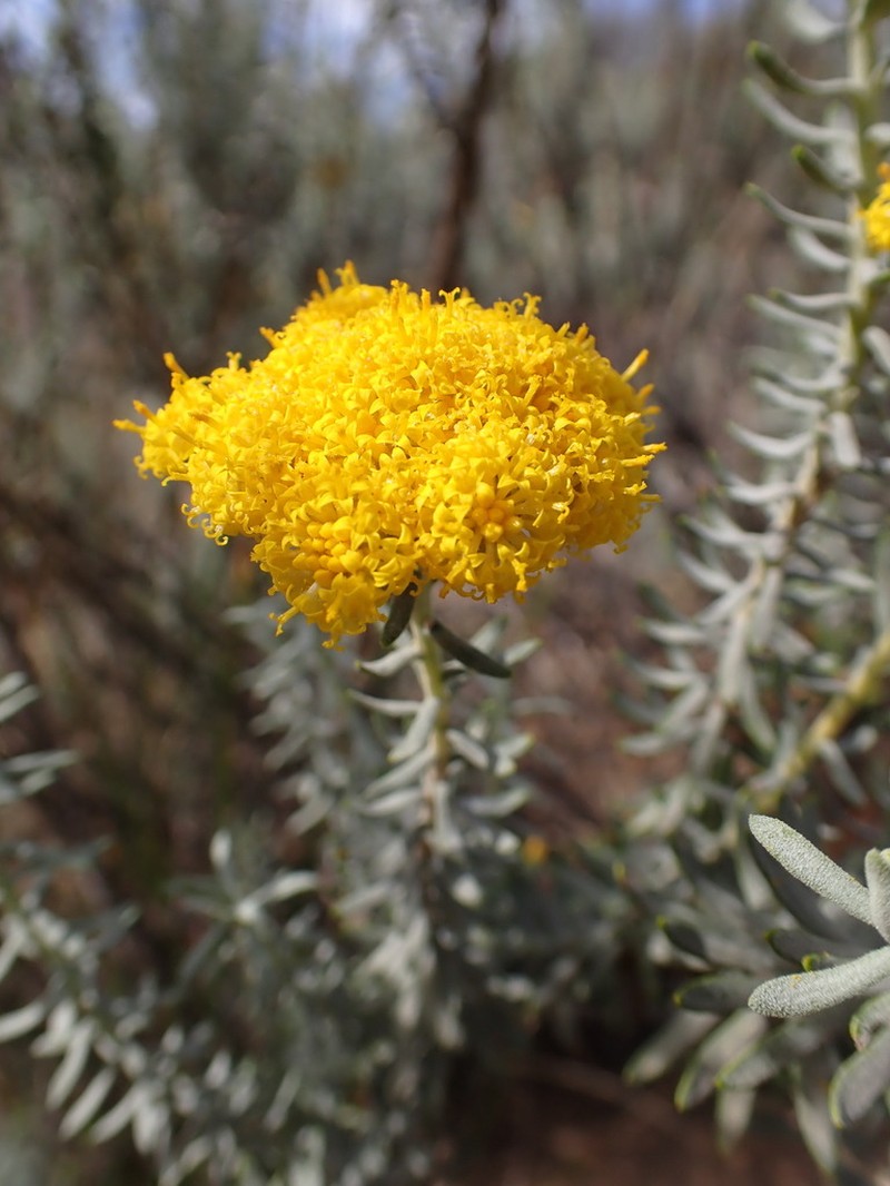 Athanasia flexuosa photo 3
