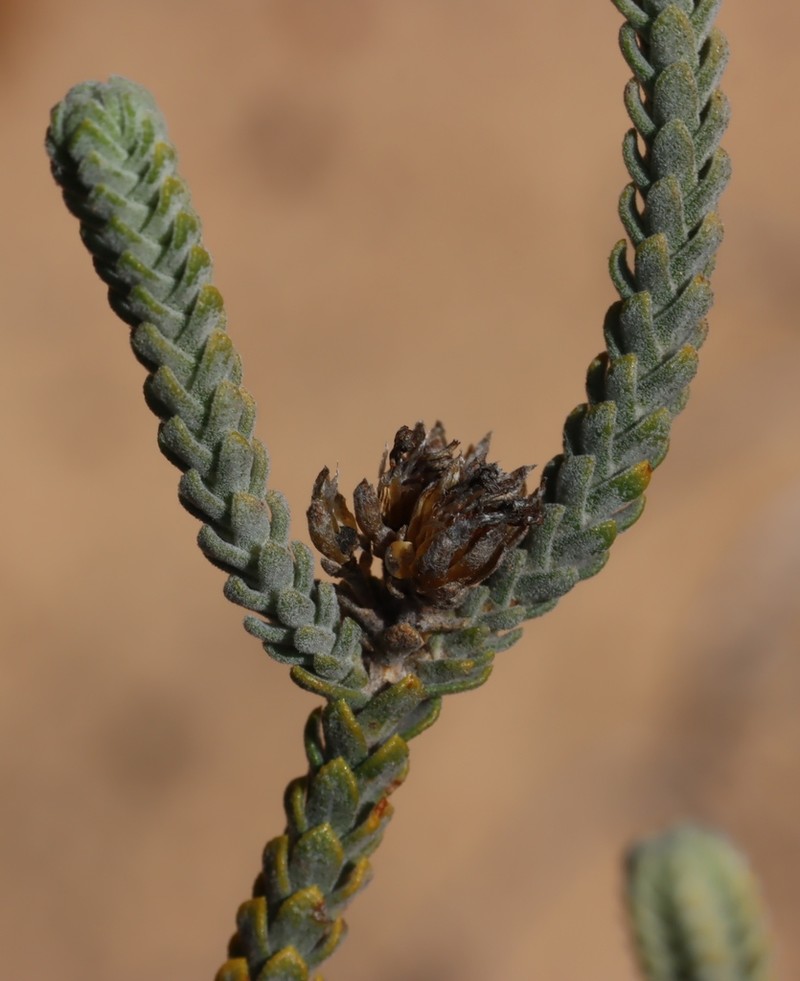 Athanasia gyrosa photo 4