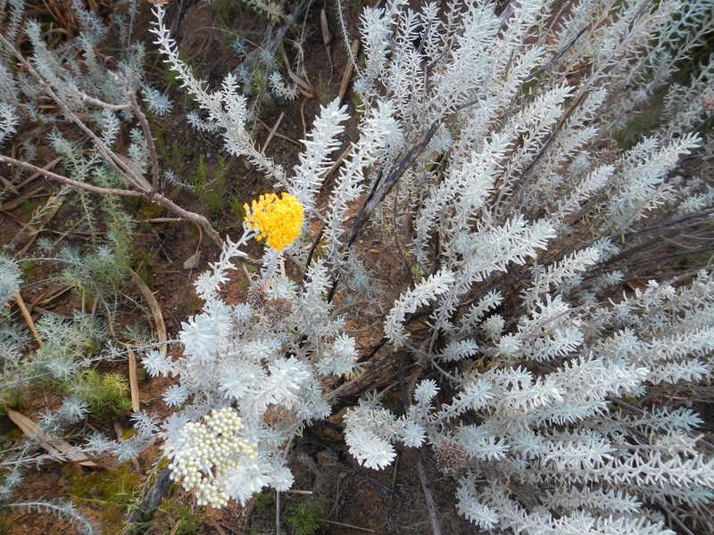 Athanasia hirsuta