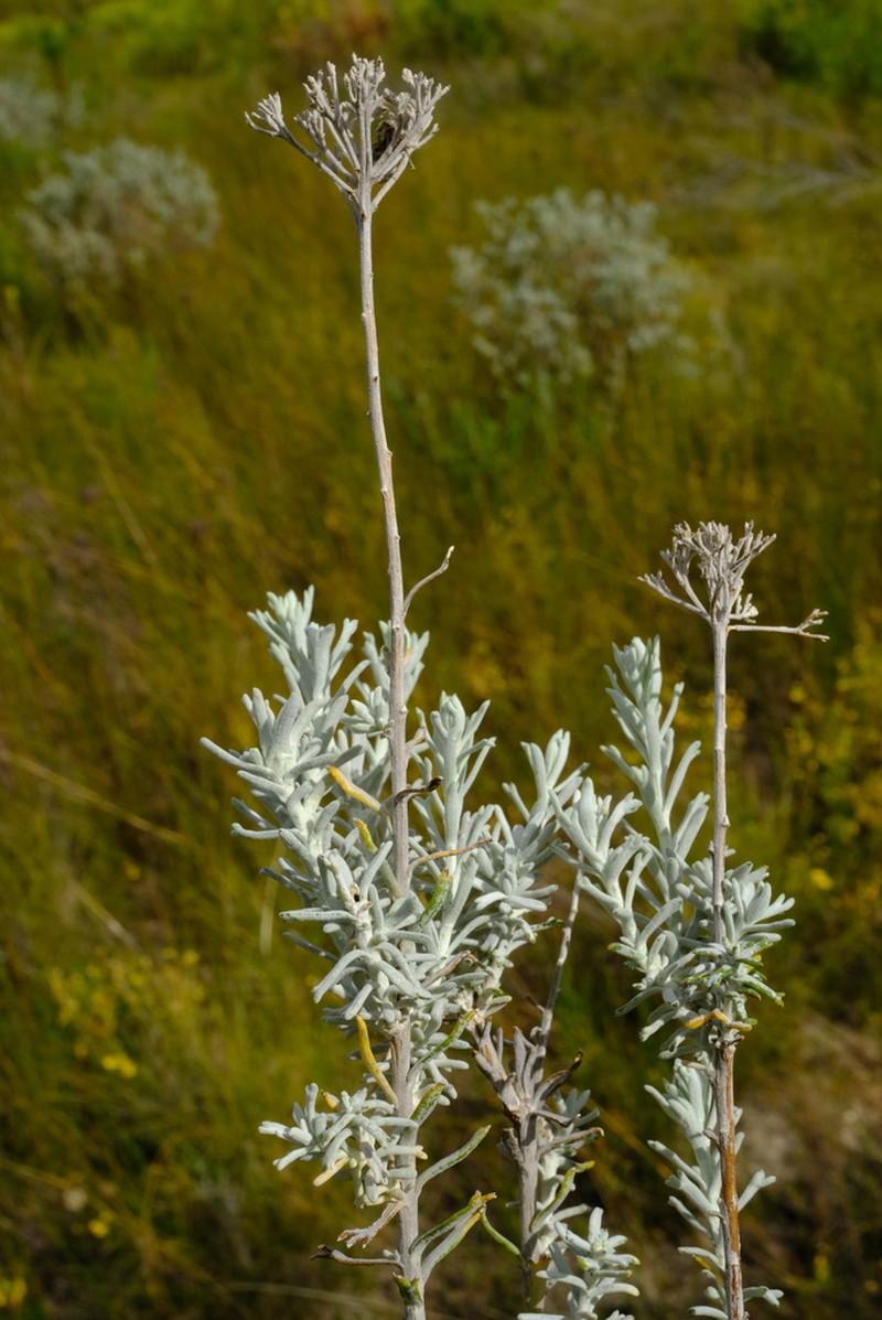 Athanasia hirsuta photo 5