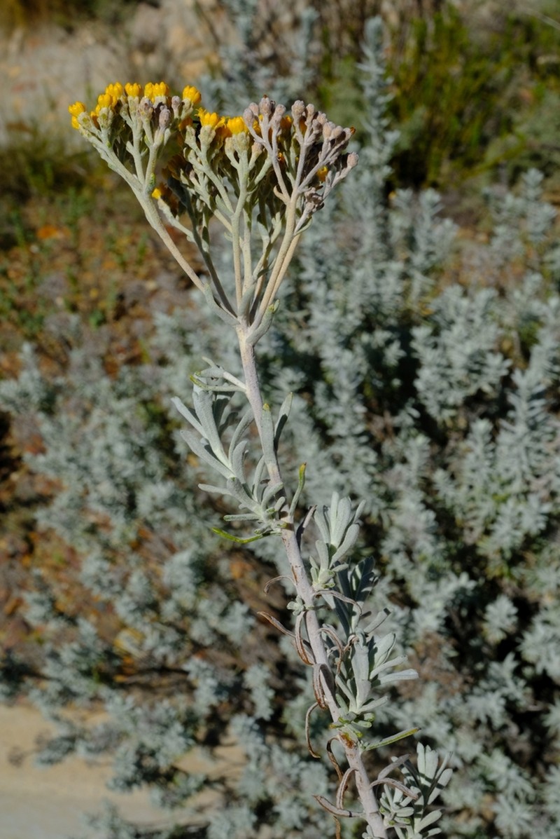 Athanasia hirsuta photo 6