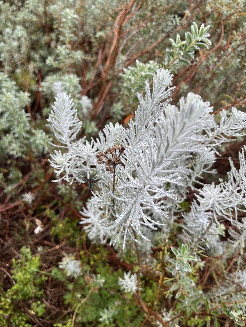 Athanasia hirsuta photo 7