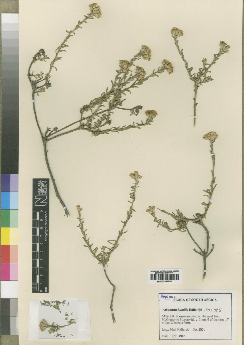 Athanasia humilis