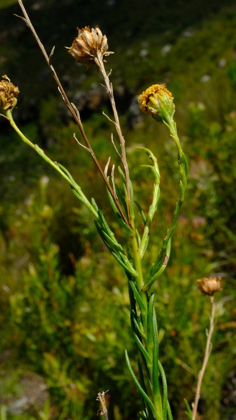 Athanasia inopinata