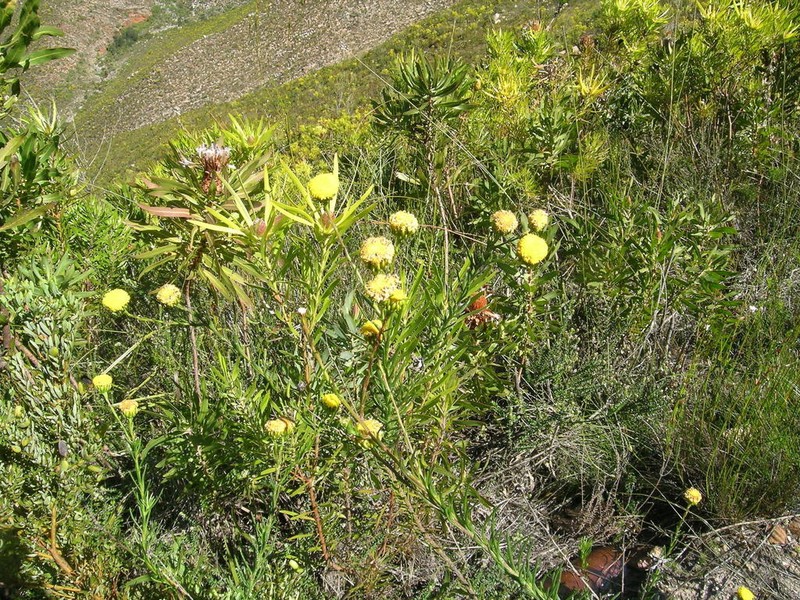 Athanasia inopinata photo 2