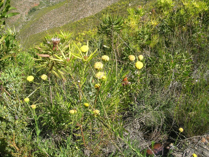 Athanasia inopinata photo 3