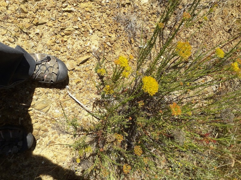 Athanasia juncea