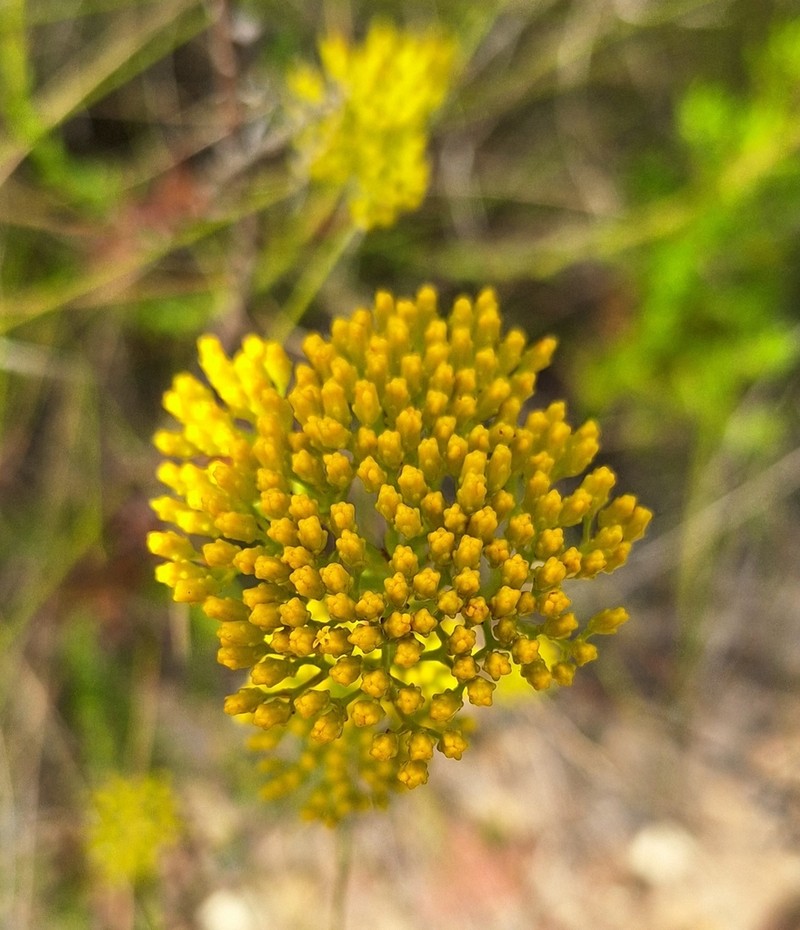 Athanasia juncea photo 2