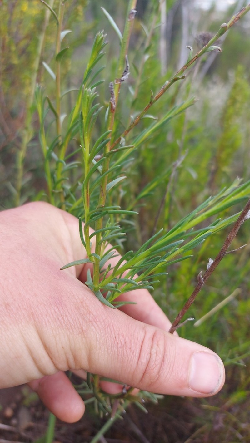 Athanasia juncea photo 3
