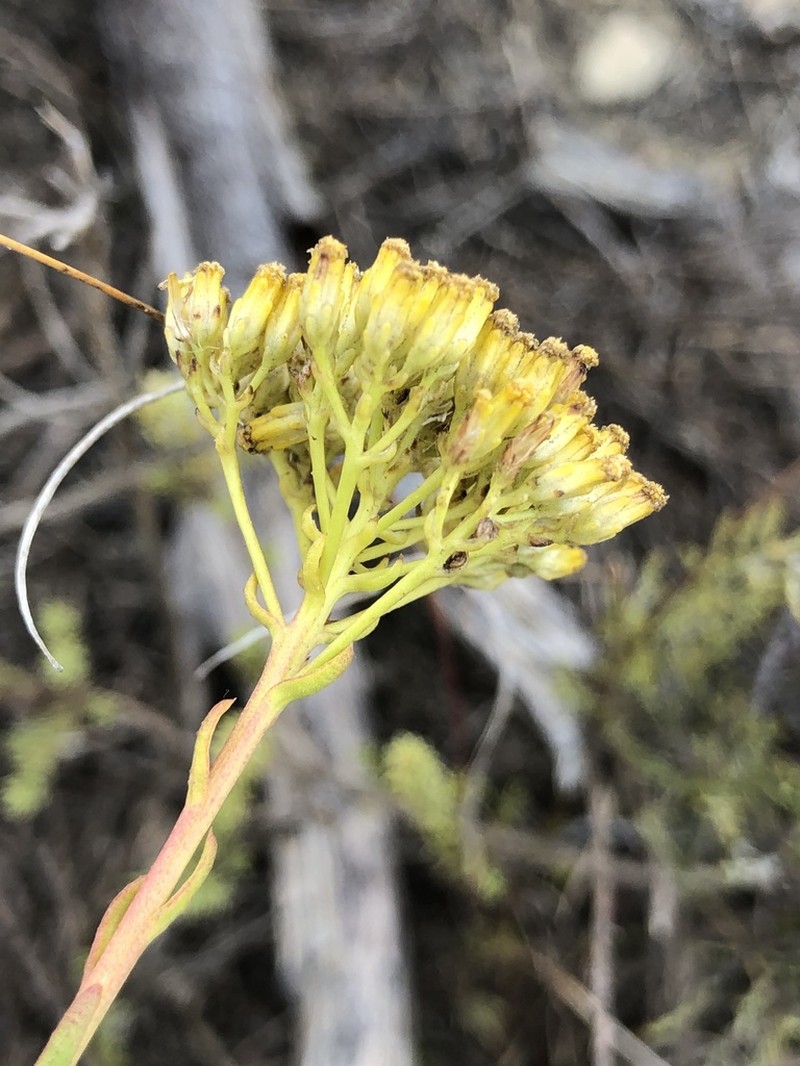 Athanasia juncea photo 4