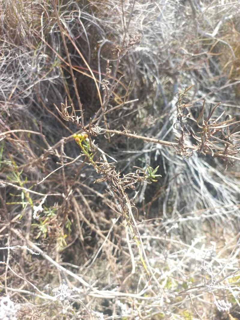 Athanasia juncea photo 5