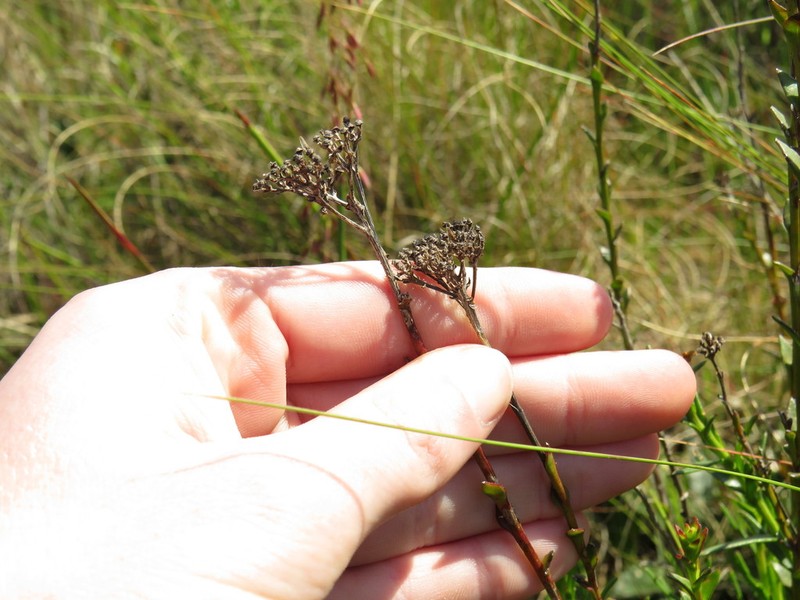 Athanasia juncea photo 6