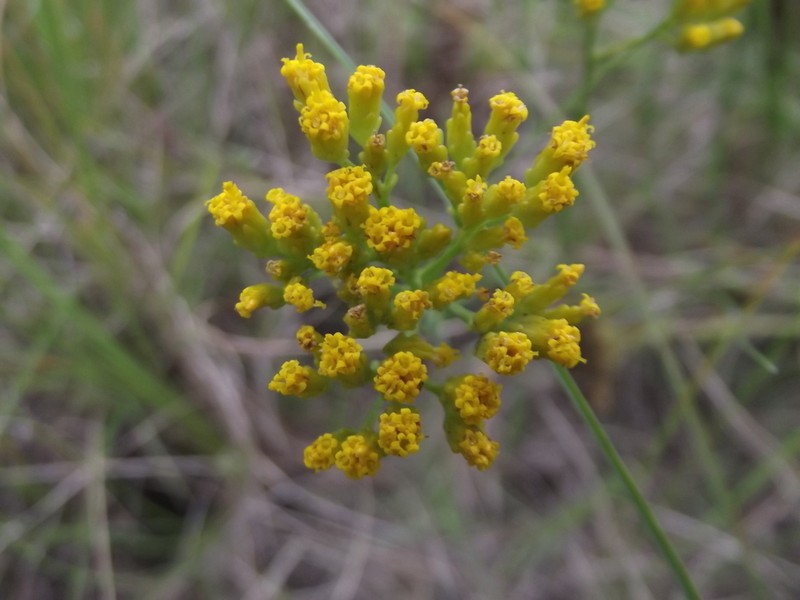 Athanasia juncea photo 7