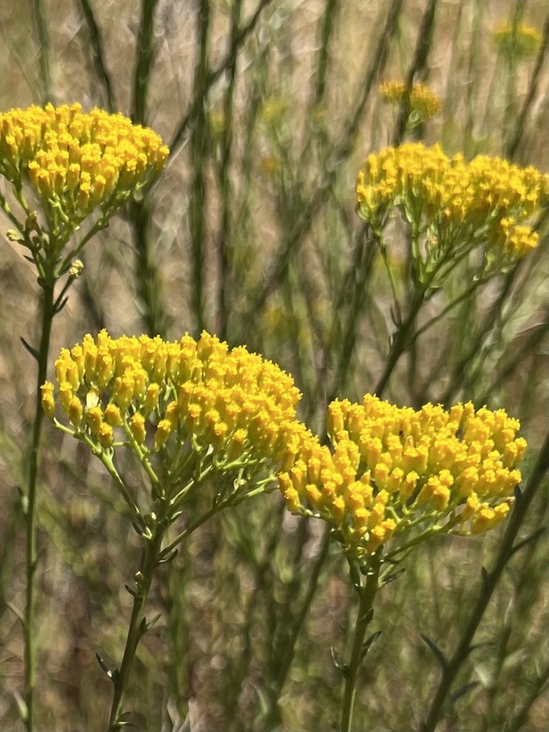Athanasia juncea photo 8