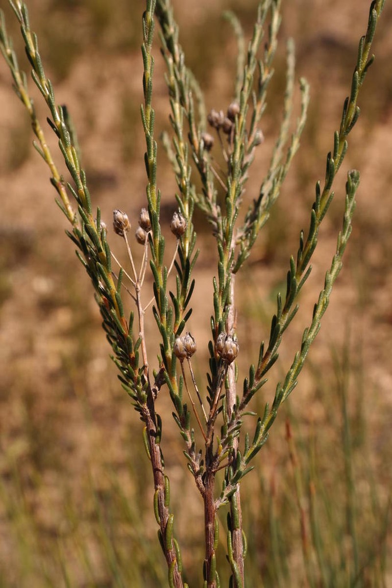 Athanasia leptocephala photo 4