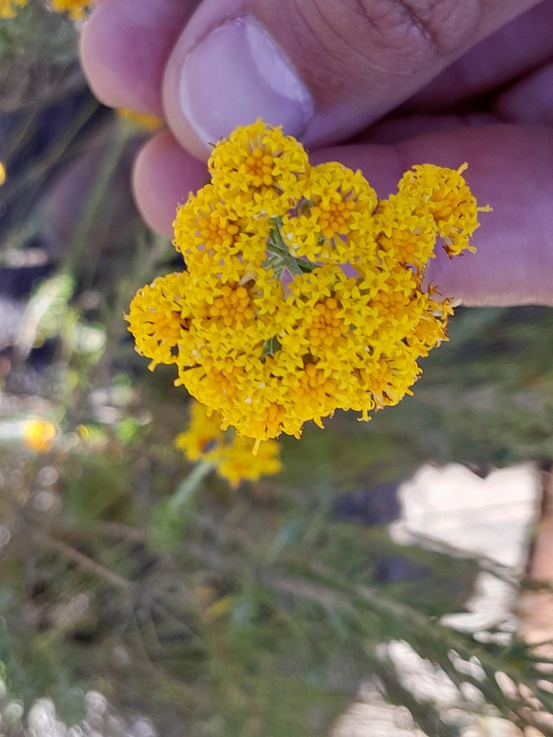 Athanasia leptocephala photo 5