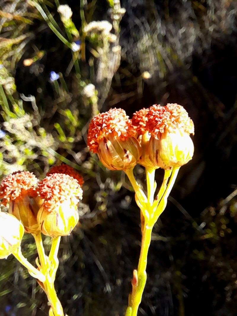 Athanasia linifolia