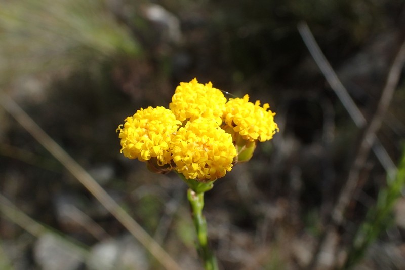 Athanasia linifolia photo 3