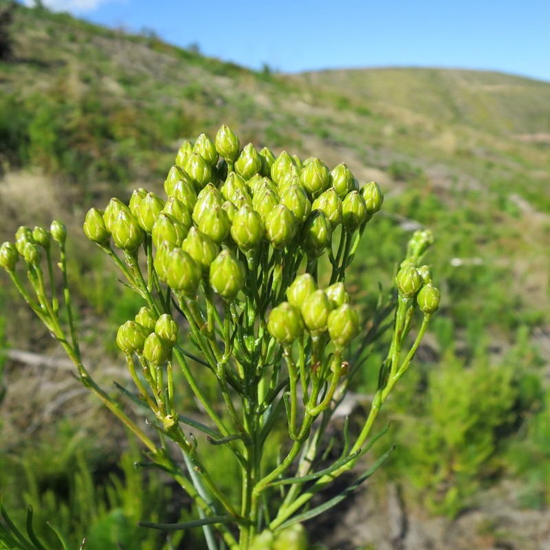 Athanasia linifolia photo 4