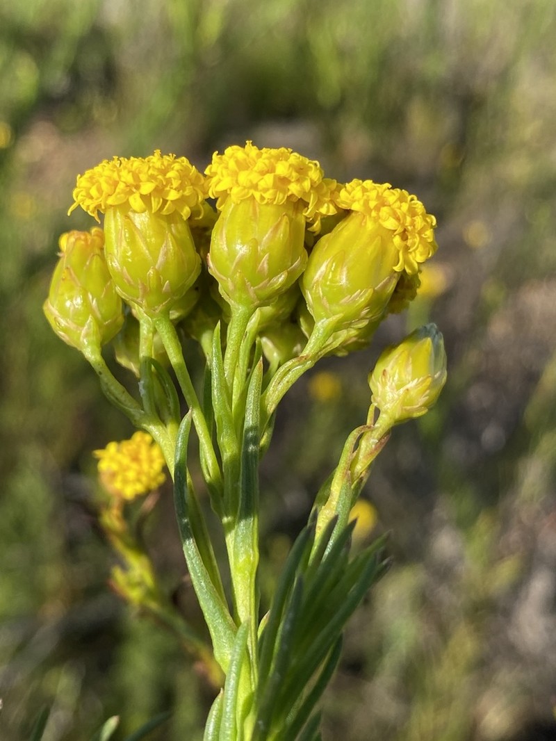 Athanasia linifolia photo 5